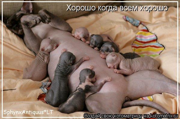 Котоматрица: Хорошо когда всем хорошо