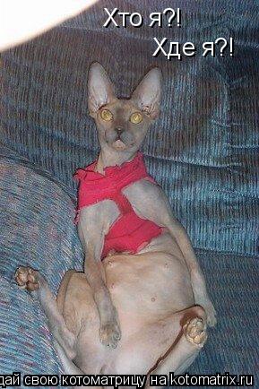Котоматрица: Хто я?! Хде я?!