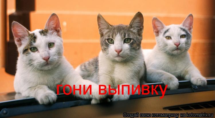 Котоматрица: гони выпивку