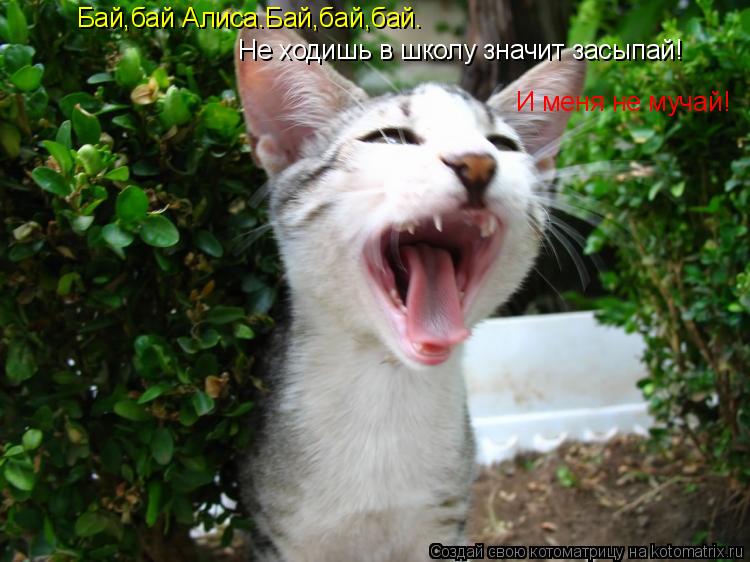 Котоматрица: Бай,бай Алиса.Бай,бай,бай. Не ходишь в школу значит  Не ходишь в школу значит засыпай! И меня не мучай!