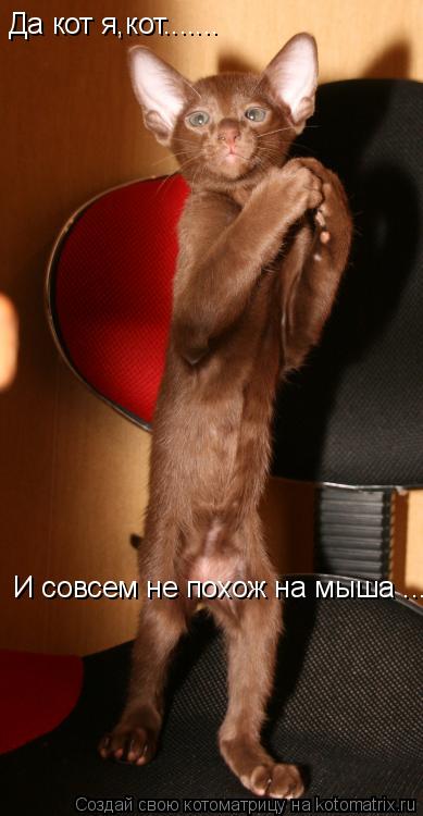 Котоматрица: Да кот я,кот....... И совсем не похож на мыша ......