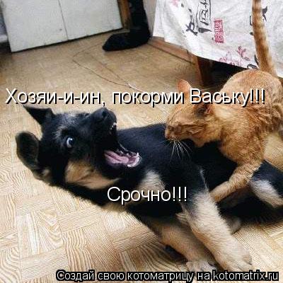 Котоматрица: Хозяи-и-ин, покорми Ваську!!! Срочно!!!