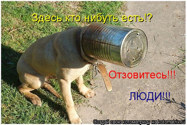 Котоматрица: Здесь кто нибуть есть!? Отзовитесь!!! ЛЮДИ!!!