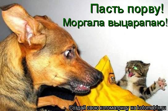 Котоматрица: Пасть порву! Моргала выцарапаю!