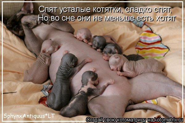 Котоматрица: Но во сне они не меньше есть хотят Спят усталые котятки, сладко спят,