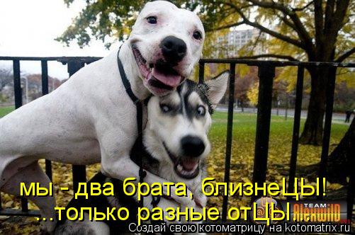 Котоматрица: ...только разные отЦЫ... мы - два брата, близнеЦЫ!