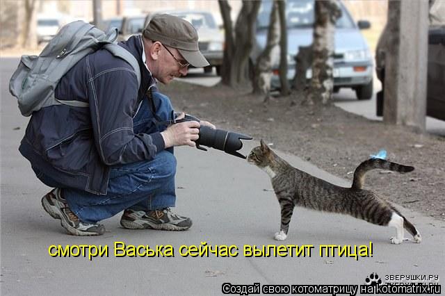 смотри Васька сейчас вылетит птица!... Котоматрица: смотри Васька сейчас вылетит птица!