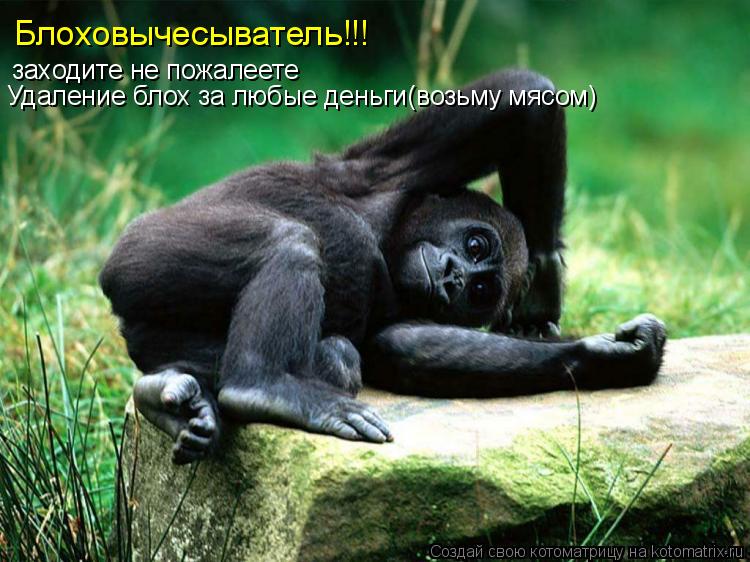 Блоховычесыватель!!! заходите не пожалеете Удаление блох за любые деньги(возьму мясом)... Котоматрица: Блоховычесыватель!!! заходите не пожалеете Удаление блох за любые деньги(возьму мясом)