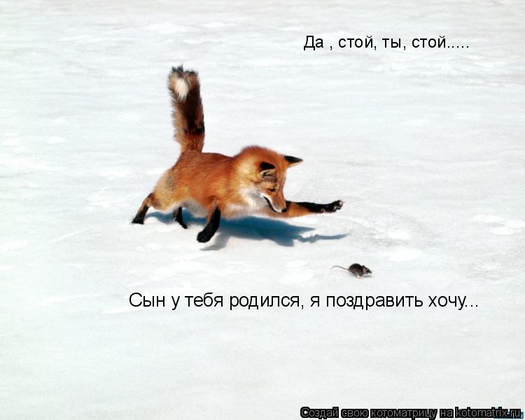 Котоматрица: Сын у тебя родился, я поздравить хочу... Да , стой, ты, стой.....