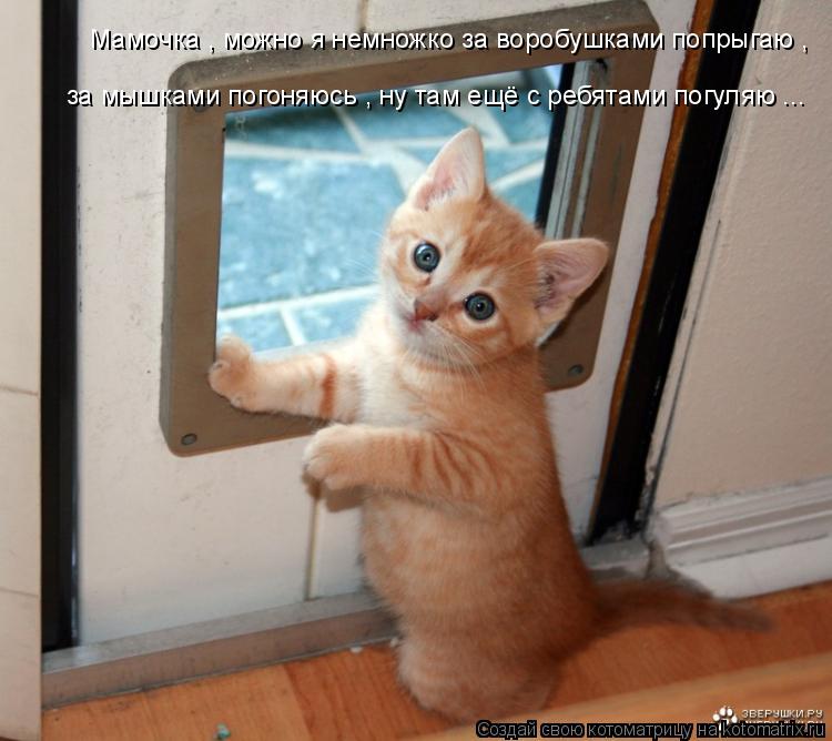 Мамочка , можно я немножко за воробушками попрыгаю , за мышками погоняюсь , ну там ещё с ребятами по... Котоматрица: Мамочка , можно я немножко за воробушками попрыгаю , за мышками погоняюсь , ну там ещё с ребятами погуляю ...