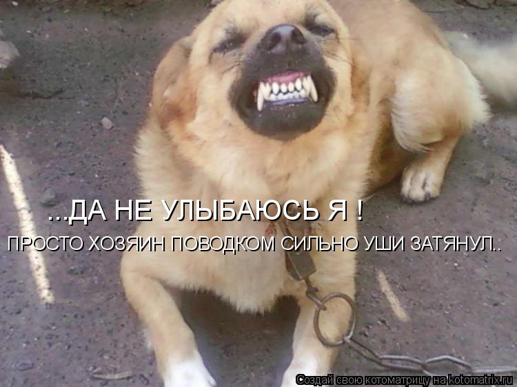 ...ДА НЕ УЛЫБАЮСЬ Я ! ПРОСТО ХОЗЯИН ПОВОДКОМ СИЛЬНО УШИ ЗАТЯНУЛ..... Котоматрица: ...ДА НЕ УЛЫБАЮСЬ Я ! ПРОСТО ХОЗЯИН ПОВОДКОМ СИЛЬНО УШИ ЗАТЯНУЛ..