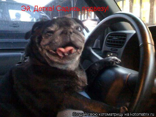 Эй, Детка! Садись подвезу!... Котоматрица: Эй, Детка! Садись подвезу!