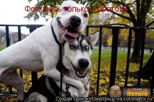 Фоткаюсь только с братом!... Котоматрица: Фоткаюсь только с братом!