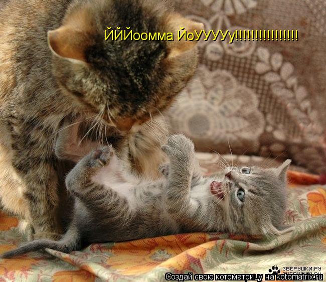 ЙЙЙоомма ЙоУУУУу!!!!!!!!!!!!!!!!... Котоматрица: ЙЙЙоомма ЙоУУУУу!!!!!!!!!!!!!!!!