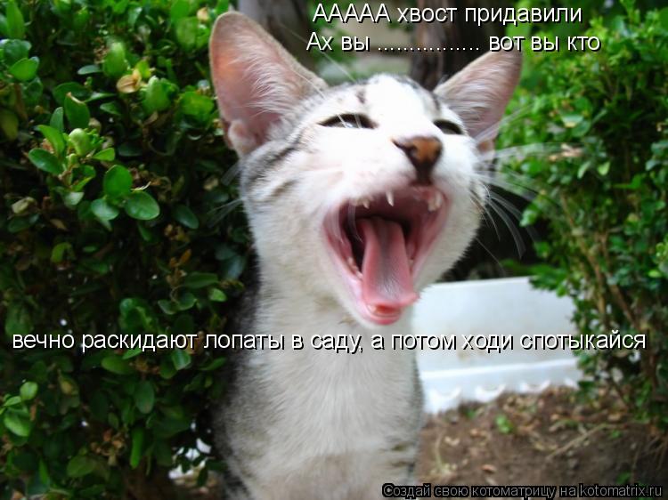 ААААА хвост придавили Ах вы ................ вот вы кто вечно раскидают лопаты в саду, а потом ходи... Котоматрица: ААААА хвост придавили Ах вы ................ вот вы кто вечно раскидают лопаты в саду, а потом ходи спотыкайся