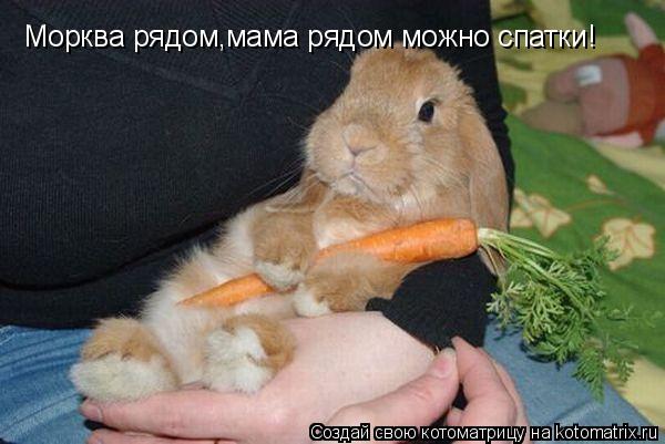 Морква рядом,мама рядом можно спатки!... Котоматрица: Морква рядом,мама рядом можно спатки!