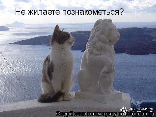 Не жилаете познакометься?... Котоматрица: Не жилаете познакометься?
