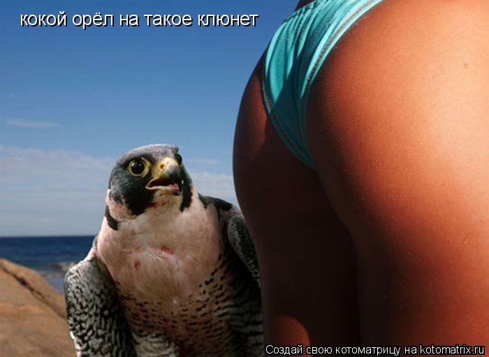 кокой орёл на такое клюнет... Котоматрица: кокой орёл на такое клюнет