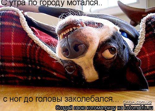 С утра по городу мотался.. с ног до головы заколебался...... Котоматрица: С утра по городу мотался.. с ног до головы заколебался...
