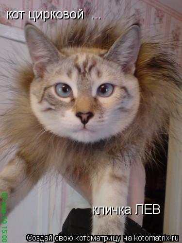 кот цирковой ... кличка ЛЕВ... Котоматрица: кот цирковой ... кличка ЛЕВ