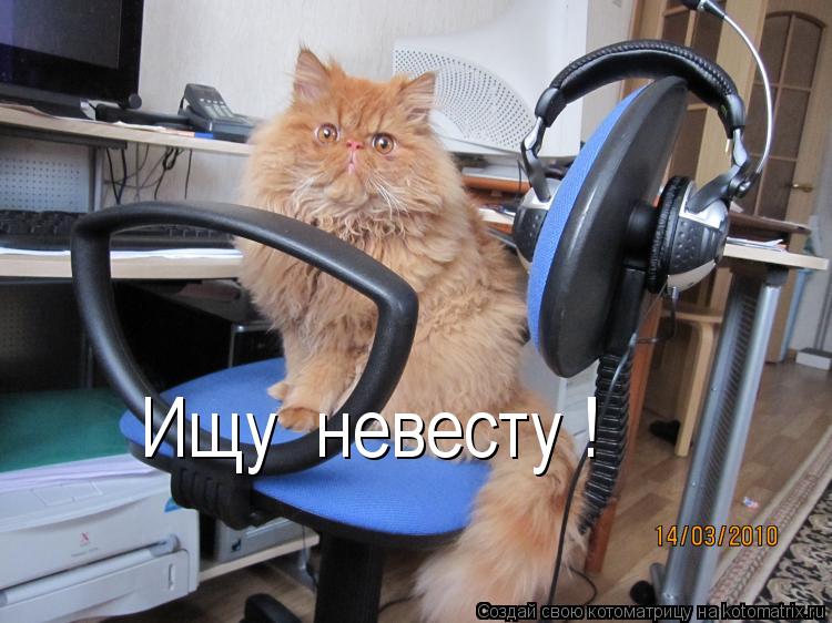 Ищу невесту !... Котоматрица: Ищу невесту !