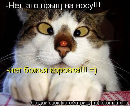 -Нет, это прыщ на носу!!! -нет божья коровка!!! =)... Котоматрица: -Нет, это прыщ на носу!!! -нет божья коровка!!! =)