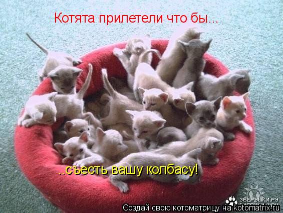Котята прилетели что бы... ..съесть вашу колбасу!... Котоматрица: Котята прилетели что бы... ..съесть вашу колбасу!