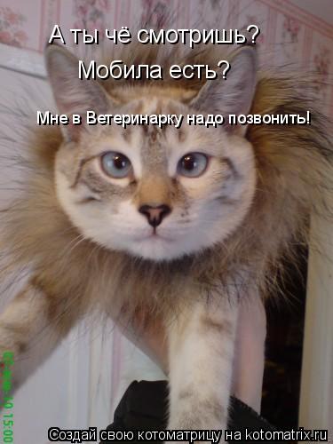 А ты чё смотришь? Мобила есть? Мне в Ветеринарку надо позвонить!... Котоматрица: А ты чё смотришь? Мобила есть? Мне в Ветеринарку надо позвонить!