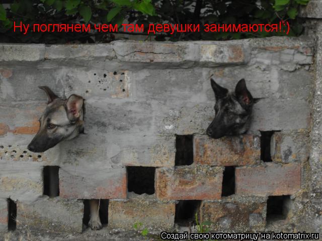 Ну поглянем чем там девушки занимаются!:)... Котоматрица: Ну поглянем чем там девушки занимаются!:)