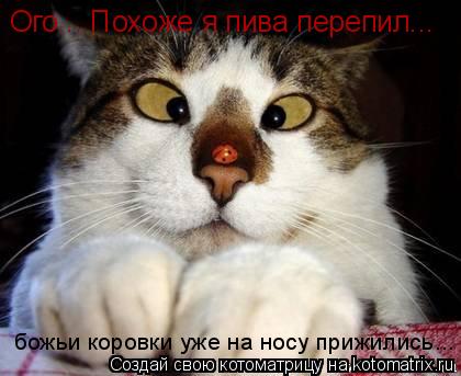 божьи коровки уже на носу прижились... Ого... Похоже я пива перепил...... Котоматрица: божьи коровки уже на носу прижились... Ого... Похоже я пива перепил...