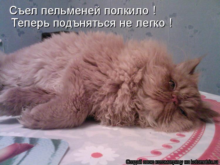 Съел пельменей полкило ! Теперь подъняться не легко !... Котоматрица: Съел пельменей полкило ! Теперь подъняться не легко !