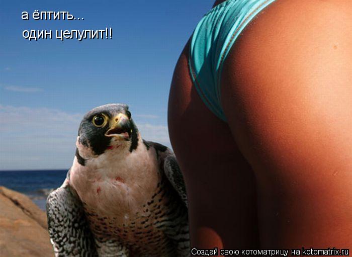 а ёптить... один целулит!!... Котоматрица: а ёптить... один целулит!!