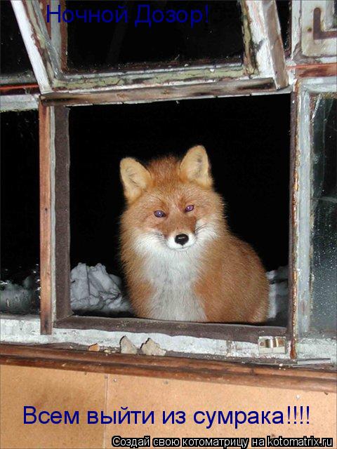 Ночной Дозор! Всем выйти из сумрака!!!!... Котоматрица: Ночной Дозор! Всем выйти из сумрака!!!!