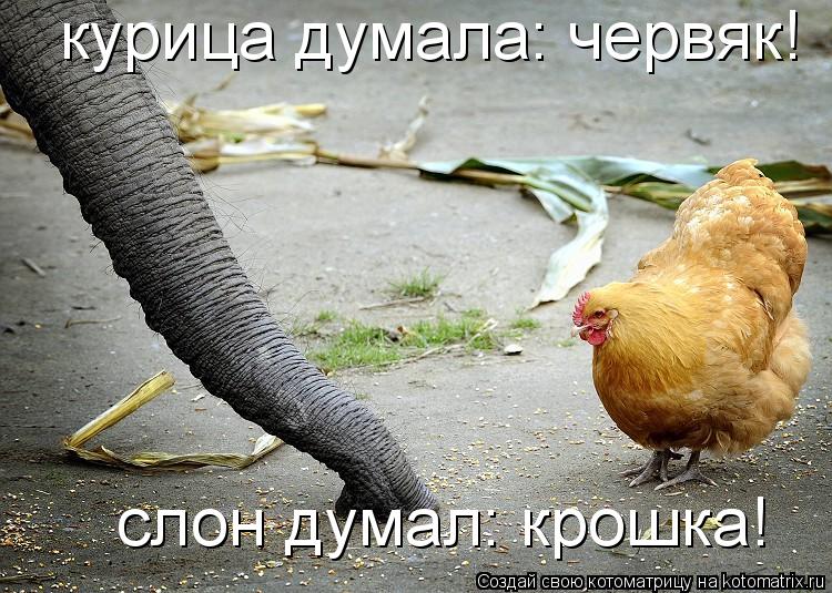 курица думала: червяк! слон думал: крошка!... Котоматрица: курица думала: червяк! слон думал: крошка!