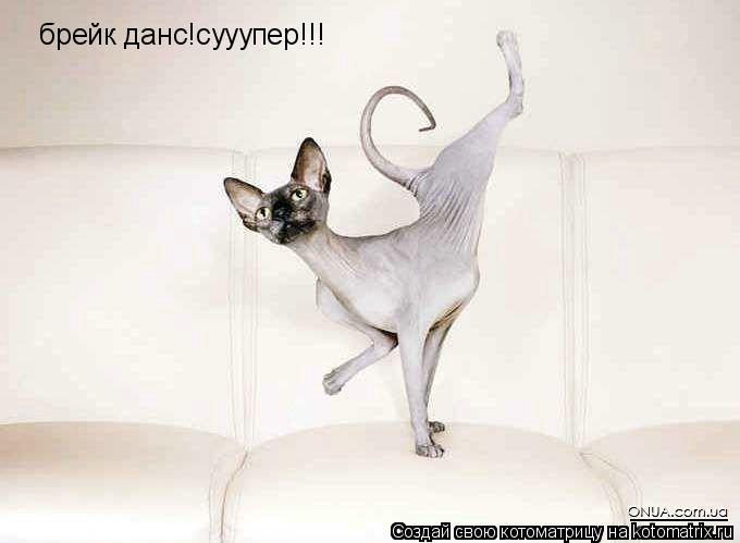 брейк данс!сууупер!!!... Котоматрица: брейк данс!сууупер!!!