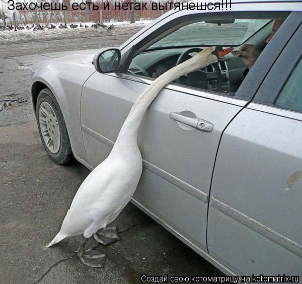 Захочешь есть и нетак вытянешся!!!... Котоматрица: Захочешь есть и нетак вытянешся!!!