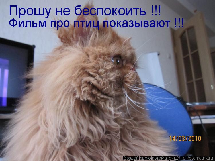 Прошу не беспокоить !!! Фильм про птиц показывают !!!... Котоматрица: Прошу не беспокоить !!! Фильм про птиц показывают !!!