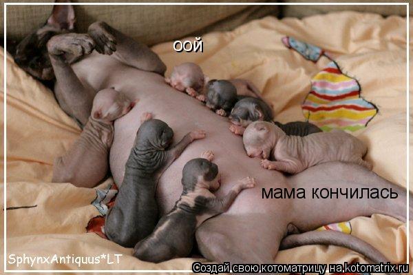 оой мама кончилась... Котоматрица: оой мама кончилась