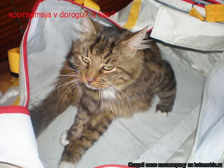 sobiraemsja v dorogu? ili kak?... Котоматрица: sobiraemsja v dorogu? ili kak?