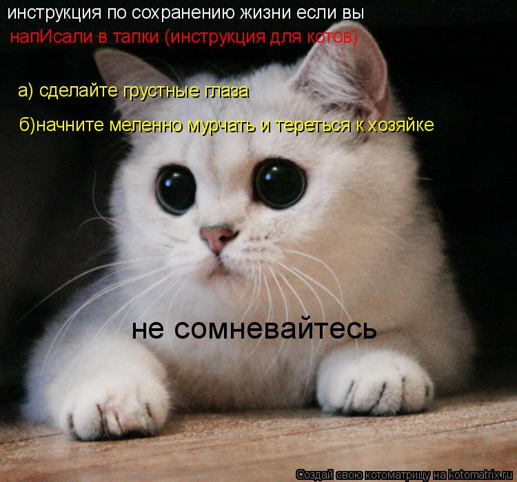 инструкция по сохранению жизни если вы напИсали в тапки (инструкция для котов) а) сделайте грустные г... Котоматрица: инструкция по сохранению жизни если вы напИсали в тапки (инструкция для котов) а) сделайте грустные глаза б)начните меленно мурчать и терет