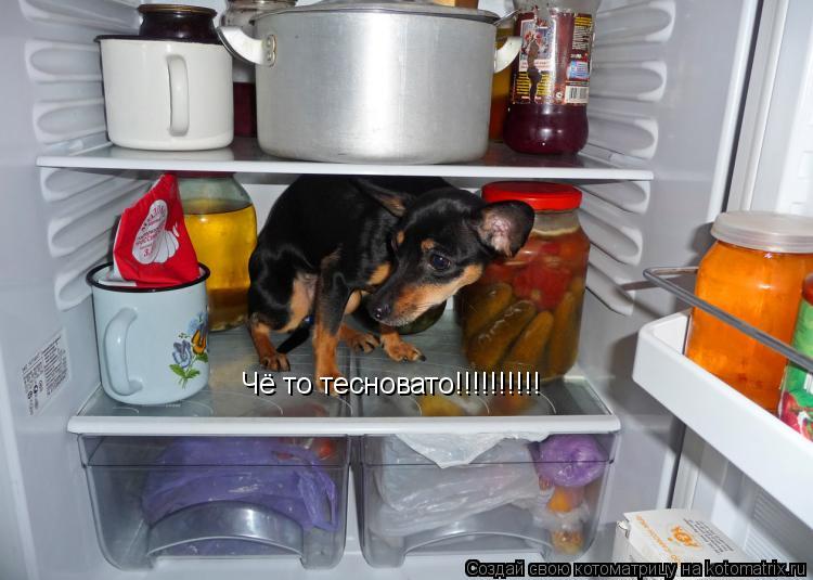 Чё то тесновато!!!!!!!!!!... Котоматрица: Чё то тесновато!!!!!!!!!!