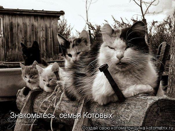 Знакомьтесь, семья Котовых... Котоматрица: Знакомьтесь, семья Котовых