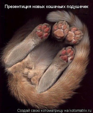 Презентиция новых кошачьих подушечек... Котоматрица: Презентиция новых кошачьих подушечек
