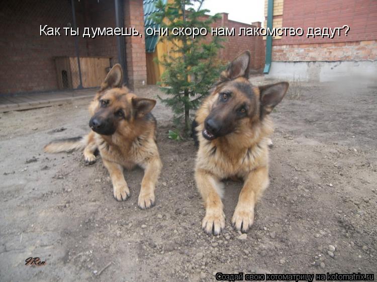 Как ты думаешь, они скоро нам лакомство дадут?... Котоматрица: Как ты думаешь, они скоро нам лакомство дадут?