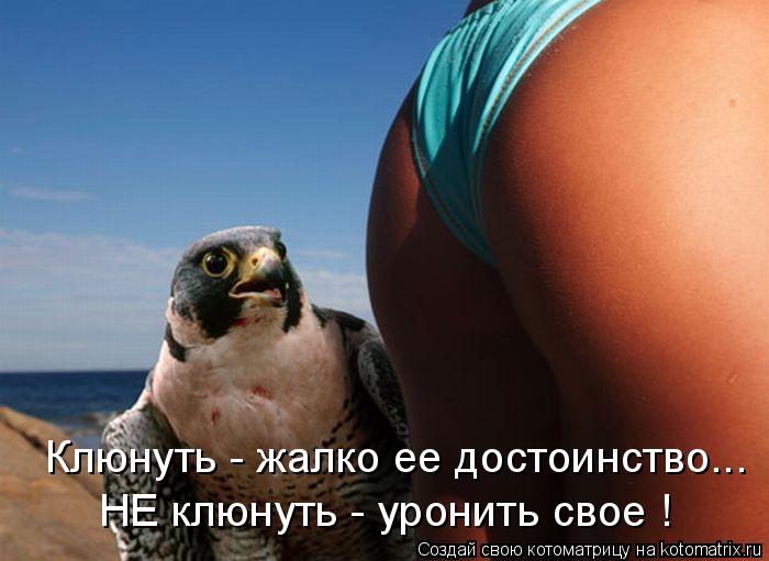 Котоматрица: Клюнуть - жалко ее достоинство... НЕ клюнуть - уронить свое !