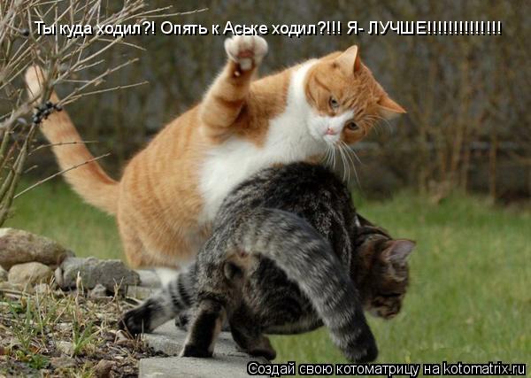 Ты куда ходил?! Опять к Аське ходил?!!! Я- ЛУЧШЕ!!!!!!!!!!!!!!... Котоматрица: Ты куда ходил?! Опять к Аське ходил?!!! Я- ЛУЧШЕ!!!!!!!!!!!!!!