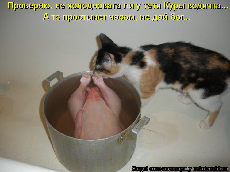 Проверяю, не холодновата ли у тети Куры водичка... А то простынет часом, не дай бог...... Котоматрица: Проверяю, не холодновата ли у тети Куры водичка... А то простынет часом, не дай бог...