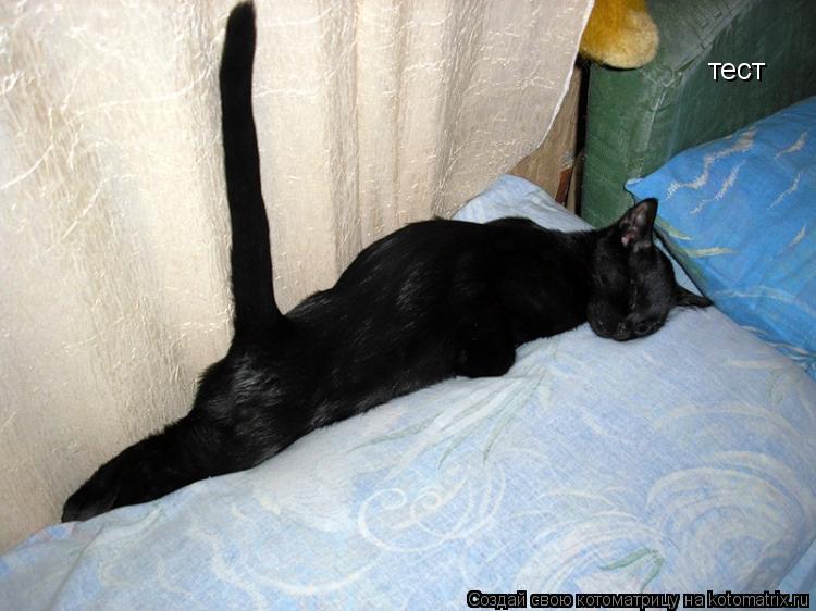 тест... Котоматрица: тест