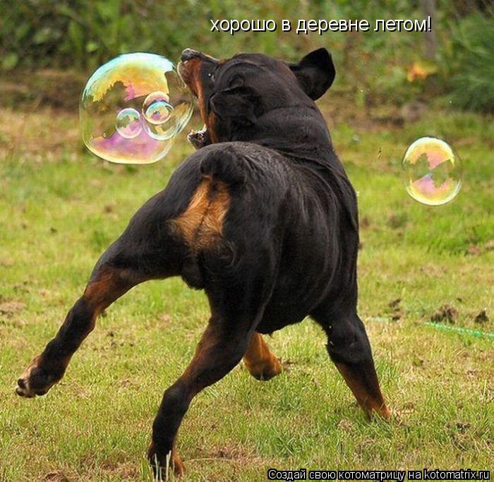хорошо в деревне летом!... Котоматрица: хорошо в деревне летом!