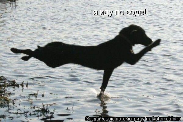 я иду по воде!!... Котоматрица: я иду по воде!!